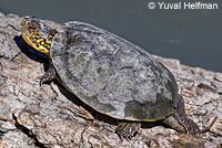 Pacific Pond Turtle