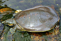 Texas Spiny Softshell