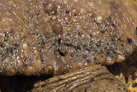 Texas Spiny Softshell