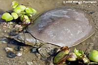 Texas Spiny Softshell