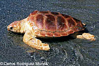 Loggerhead Sea Turtle