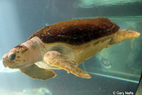 Loggerhead Sea Turtle