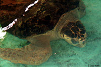 Loggerhead Sea Turtle