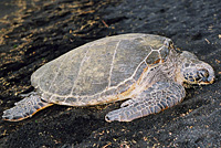 Green Sea Turtle