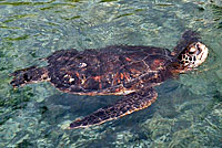 Green Sea Turtle