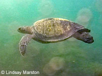 Green Sea Turtle