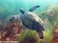 Green Sea Turtle