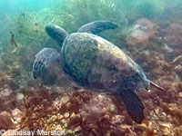 Green Sea Turtle