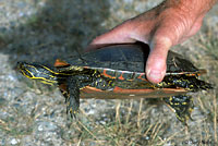 Western Painted Turtle