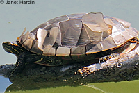 Western Painted Turtle