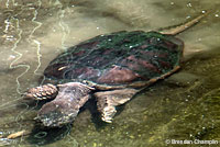 Eastern Snapping Turtle