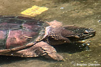 Eastern Snapping Turtle