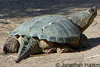 Eastern Snapping Turtle