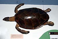 Pacific Hawksbill Sea Turtle