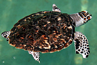 Atlantic Hawksbill Sea Turtle