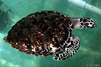 Atlantic Hawksbill Sea Turtle