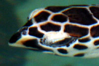 Atlantic Hawksbill Sea Turtle