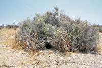 Desert Tortoise burrow