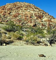 Desert Tortoise