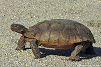 Desert Tortoise