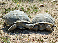 Desert Tortoise