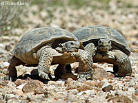 Desert Tortoise