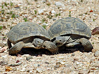 Desert Tortoise