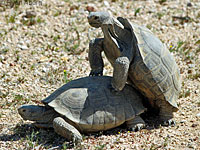 Desert Tortoise