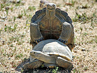 Desert Tortoise