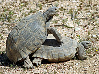 Desert Tortoise