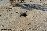 Desert Tortoise Habitat
