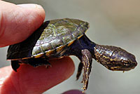 Desert Mud Turtle