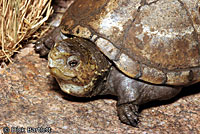 Sonoran Mud Turtle