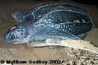 Leatherback on beach covering her eggs