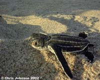 Hatchling leatherback