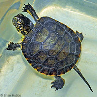 Pacific Pond Turtle