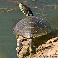 Red-eared Slider