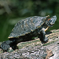 Red-eared Slider