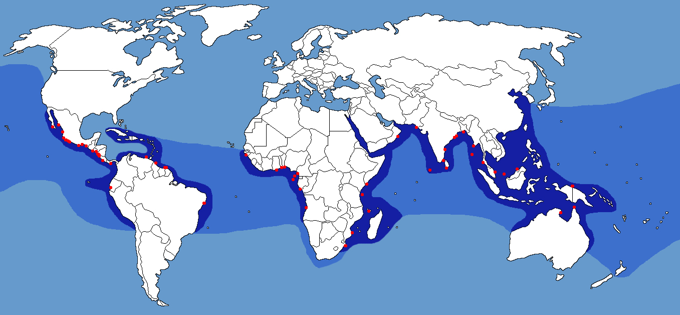 Hawksbill Sea Turtle Map